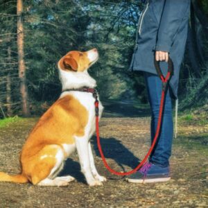 Reflective Dog Leash Nylon Pet Dog Leash Rope For Small Medium Large Dogs Walking Training Pet Supplies